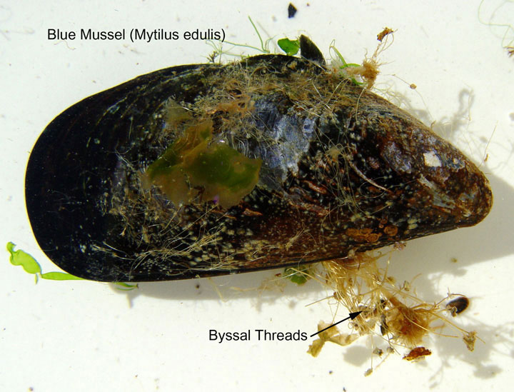 mid intertidal zone Biology Diagrams